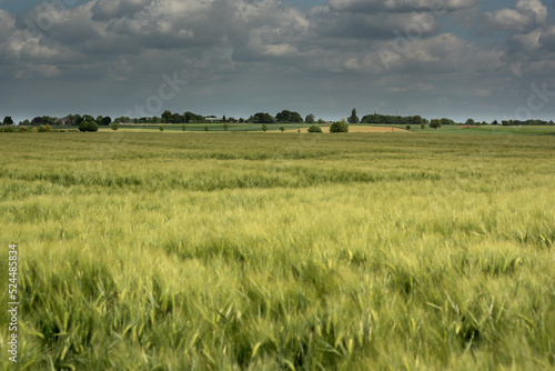 Rolling landscape in countryside with farmland and trees under a blue cloudy sky.