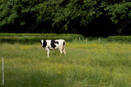 Cow in a meadow with yellow flowers and a forest in the background.