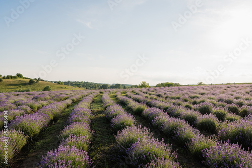 meadow with flowering lavender plants in summer.
