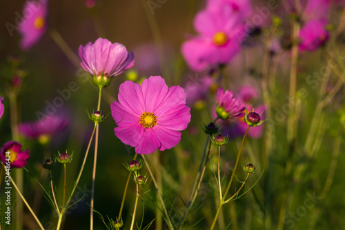pink cosmos flowers in a field