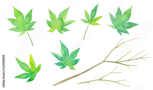 新緑のモミジのエレメント。葉と枝の水彩イラスト（透過背景） 