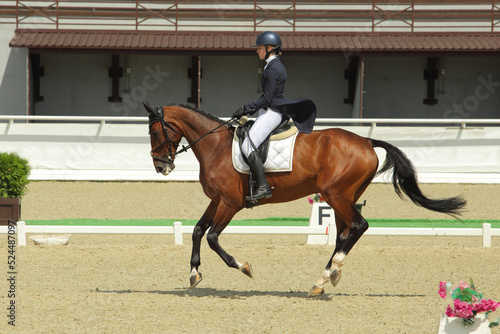 Bay dressage horse with rider ride gallop test 