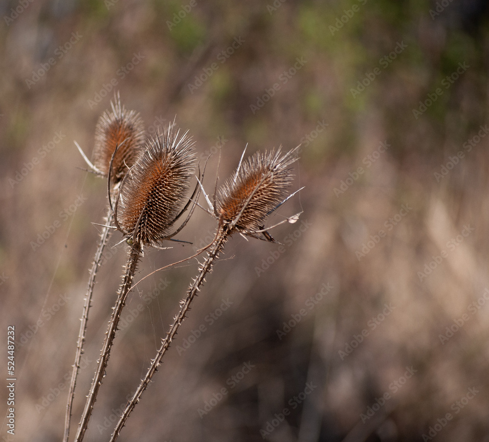 Obraz premium thistle in the snow