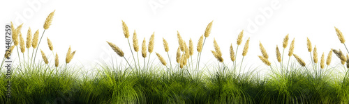 Isolated green grass on a transparent background. 3d rendering illustration. photo