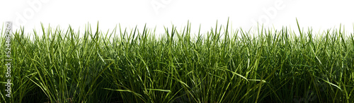 Fényképezés Isolated green grass on a transparent background