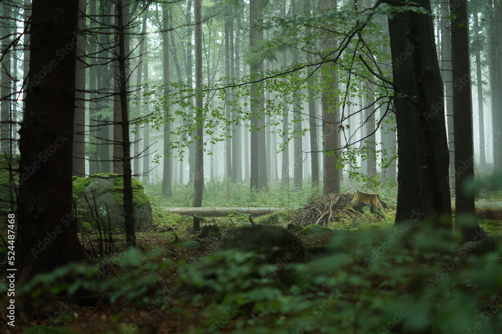 Wald im Nebel - obrazy, fototapety, plakaty 