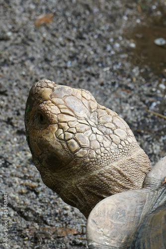 young turtle resting on rock  © Towfiqu Barbhuiya 