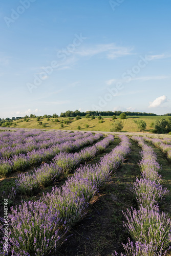 blooming lavender bushes under blue sky in farmland.