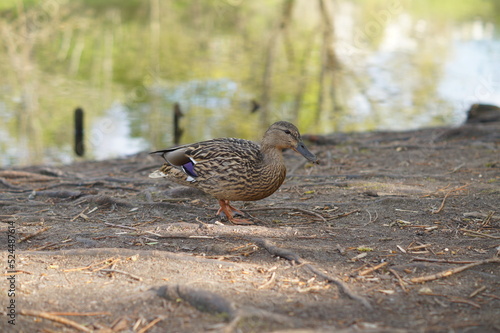 Weibliche Stockente am Teich