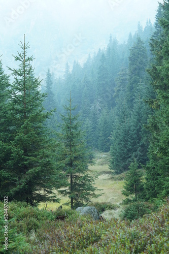 Waldlandschaft im Riesengebirge