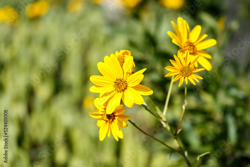 Molti fiori gialli