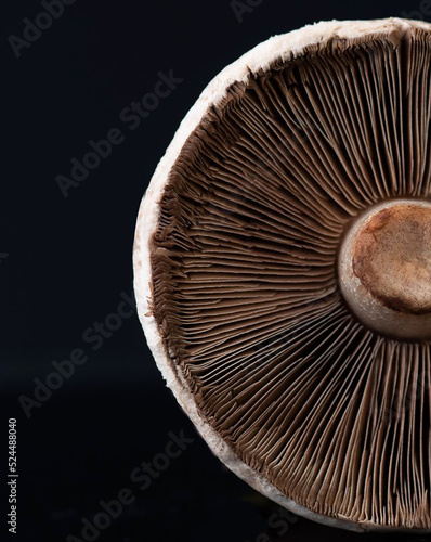 Mushroom Close Up