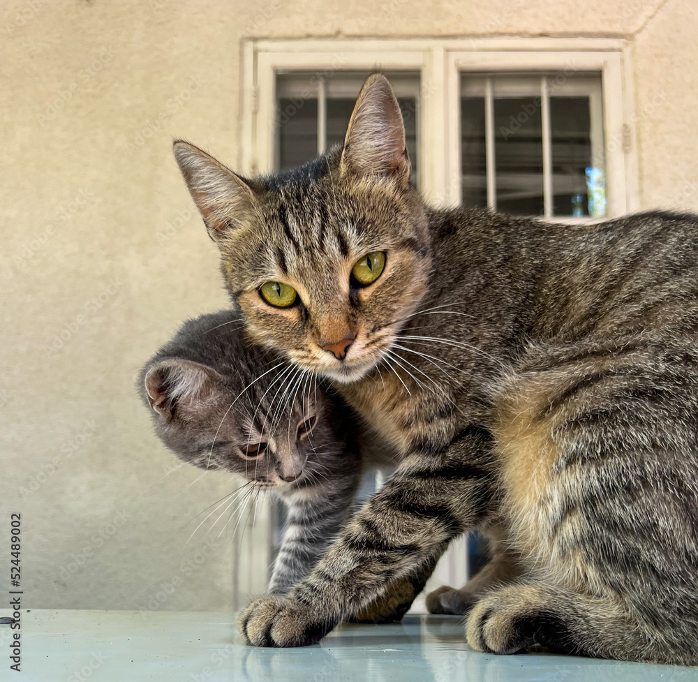 portrait of a cat. A mother cat protecting her kitten