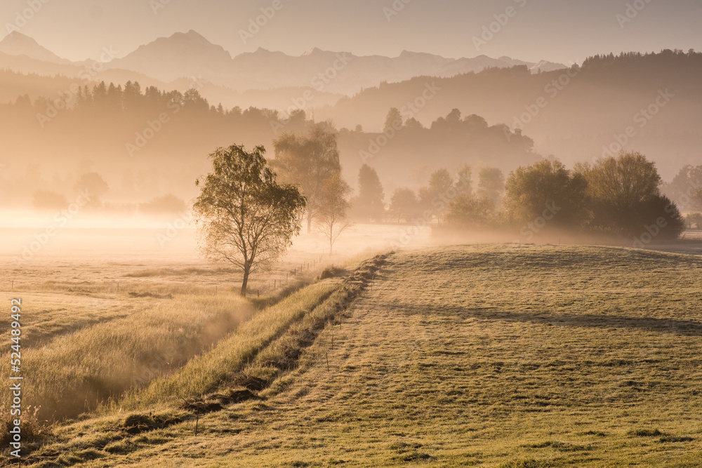 Sunrise landscape fog with trees and little stream frosty meadow