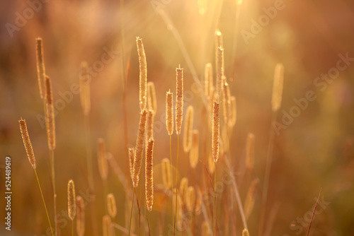 Beautiful blades of grass on the field in the orange rays of sunset, soft selective focus, nature background. © Татьяна Метельская