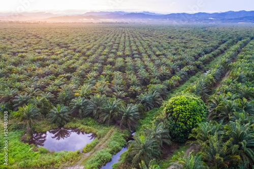 Aerial view of palm oil plantation At Beaufort Sabah, Borneo. Aerial view