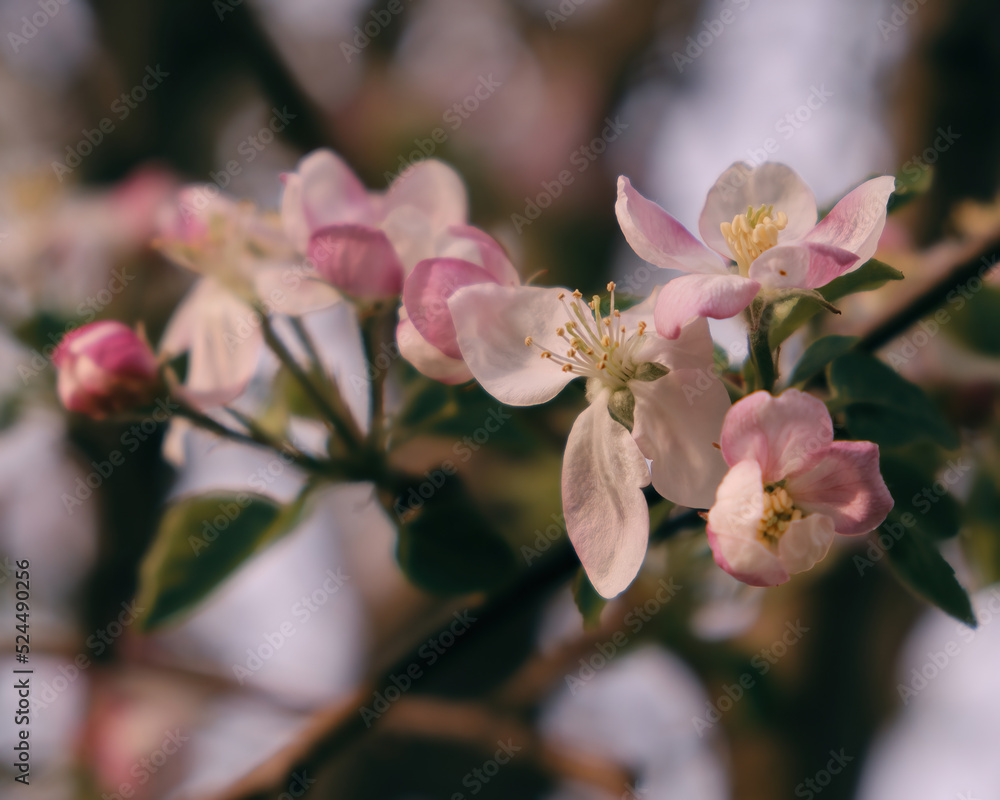 Close-up of an apple blossom on a flowering tree Close-up of an apple blossom on a flowering tree