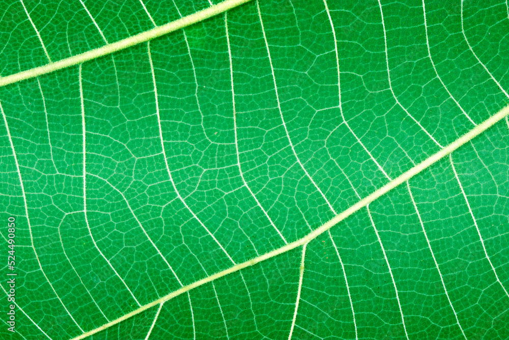 green leaves background green leaves background