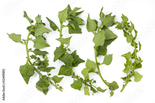 Fresh New Zealand spinach sprouts on white background isolated. photo