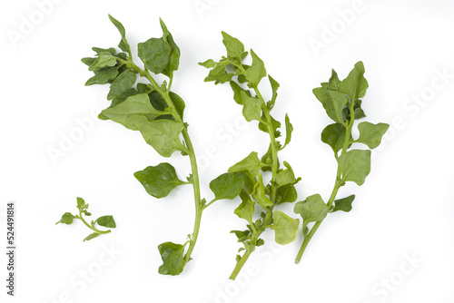 New Zealand spinach (tetragonia tetragonoides) on white background isolated. photo