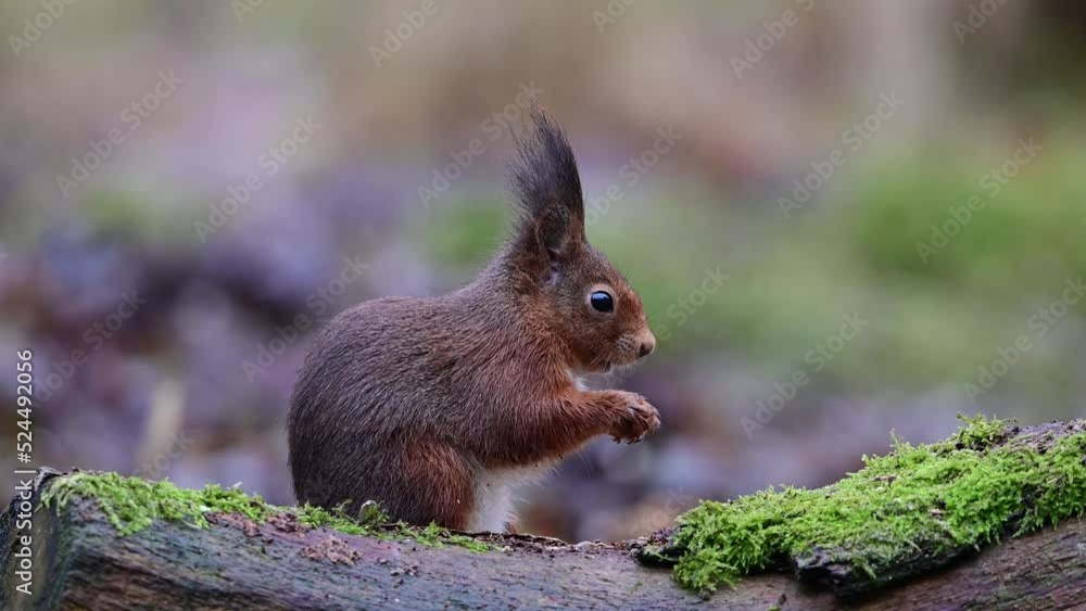 Red squirrel searches for food on dead wood and looks attentively, european red squirrel, winter, north rhine westphalia, (sciurus vulgaris), germany Red squirrel searches for food on dead wood and looks attentively, european red squirrel, winter, north rhine westphalia, (sciurus vulgaris), germany