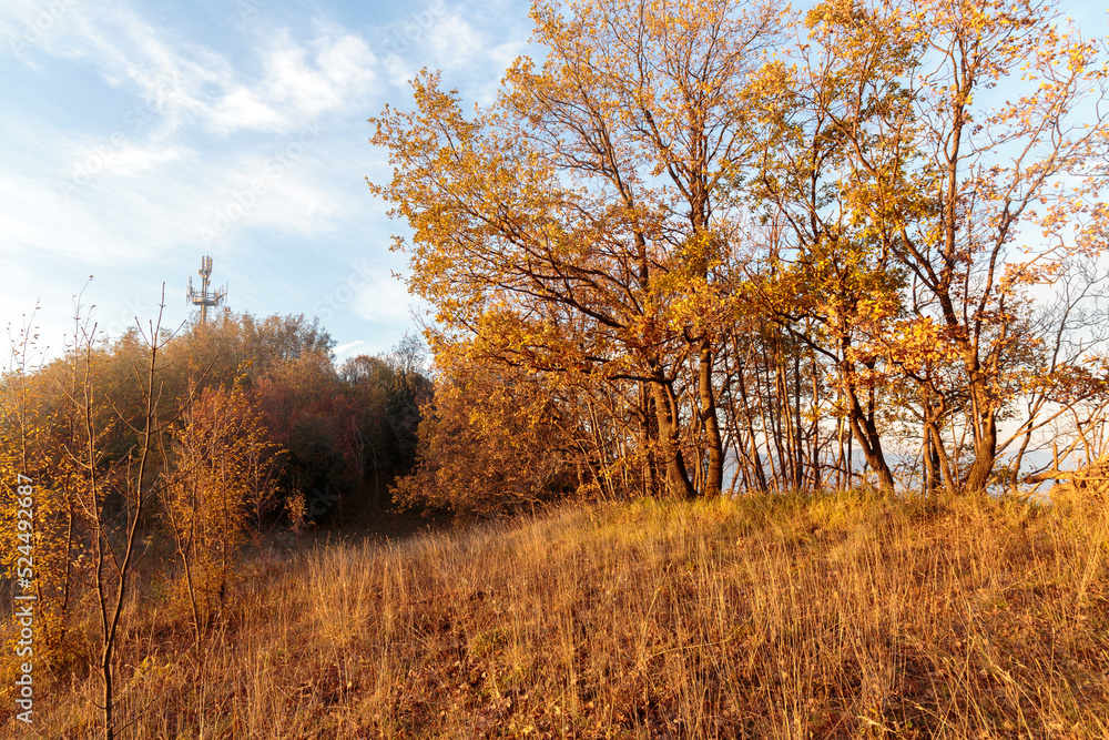 Fogliame d'autunno