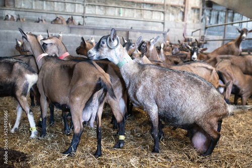 Un troupeau de chèvre dans une exploitation laitière en Berry, France 2022