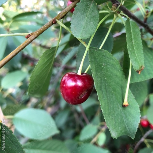 Closeup of single damaged red cherry fruit hanging on a tree branch among green leaves with trees in the blurred background on a sunny day. Selective focus