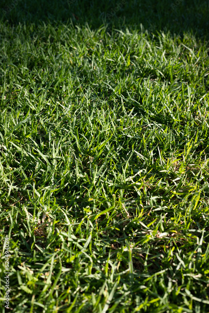 Fototapeta premium Green grass background