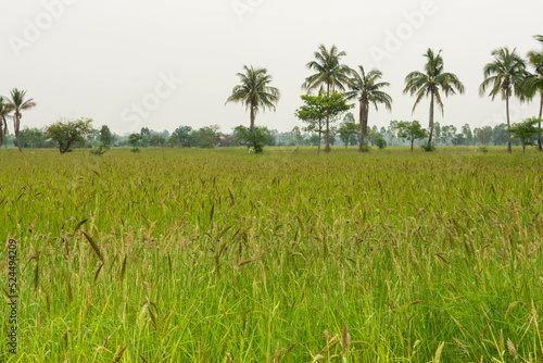 Oryza granulata ,Bird rice grass, weeds in tropical rice fields in Southeast Asia, Myanmar, Laos, Thailand, Vietnam, Philippines, Cambodia, Malaysia, Indonesia. 