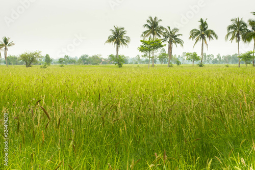 Oryza granulata ,Bird rice grass, weeds in tropical rice fields in Southeast Asia, Myanmar, Laos, Thailand, Vietnam, Philippines, Cambodia, Malaysia, Indonesia. 