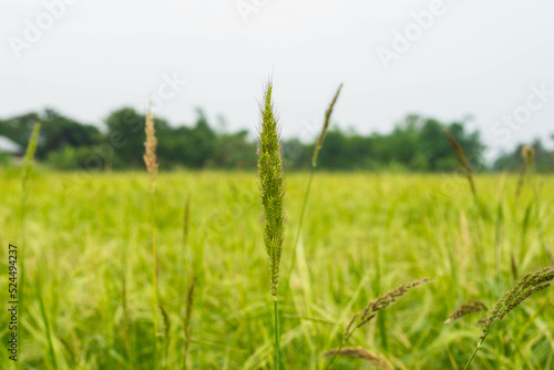 Oryza granulata ,Bird rice grass, weeds in tropical rice fields in Southeast Asia, Myanmar, Laos, Thailand, Vietnam, Philippines, Cambodia, Malaysia, Indonesia.
