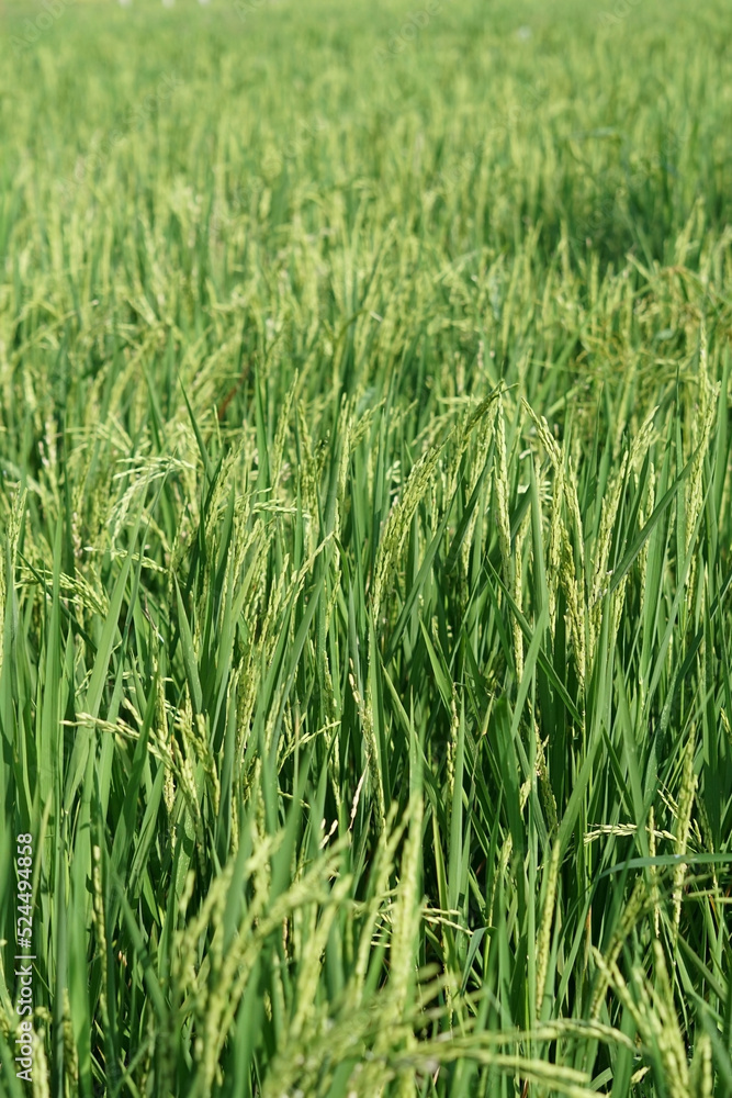 the atmosphere of the rice fields in the wind the atmosphere of the rice fields in the wind