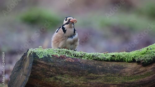 Great spotted woodpecker male looking for food on dead wood in forest, january, north rhine westphalia,  (dendrocopos major), germany