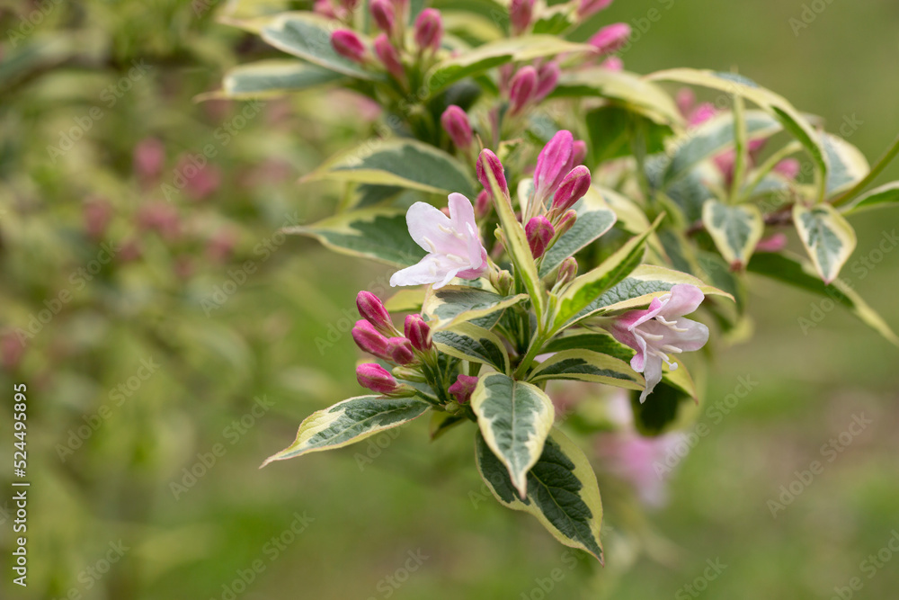 Abundant pink flowers of Weigela florida in mid May Abundant pink flowers of Weigela florida in mid May