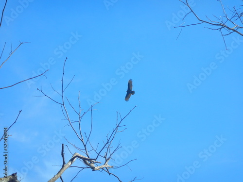 Wildlife in nature bird flying above trees against blue sky