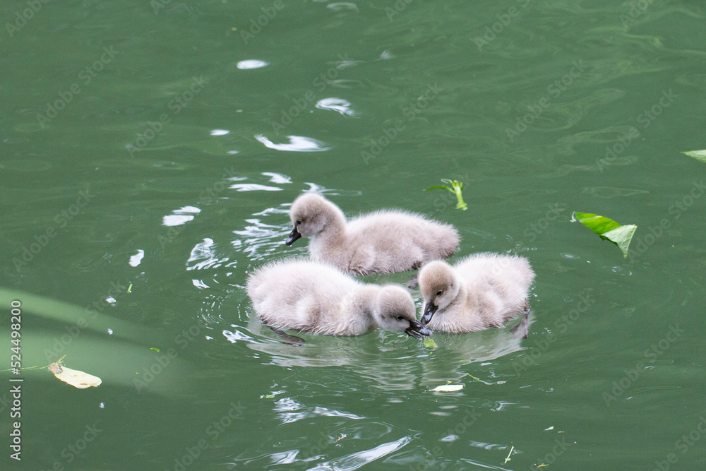 baby swan swims on a lake on a sunny summer day. The baby swan is seven days after birth baby swan swims on a lake on a sunny summer day. The baby swan is seven days after birth