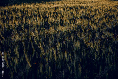 golden wheat field grass art hand