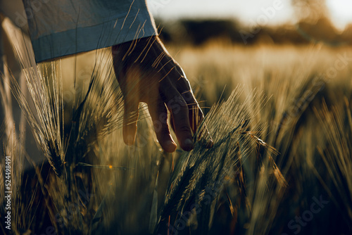 golden wheat field grass art hand