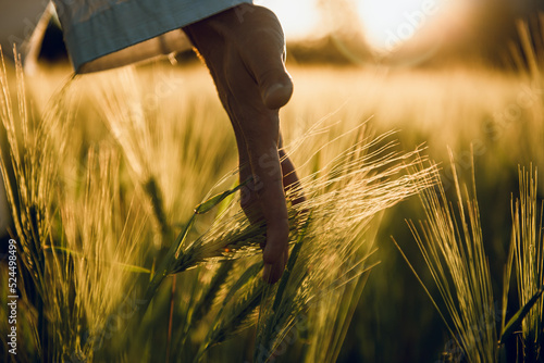 golden wheat field grass art hand