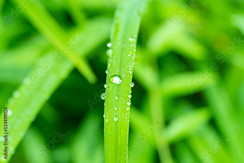 Dew drops on grass after rain in summer. Close up