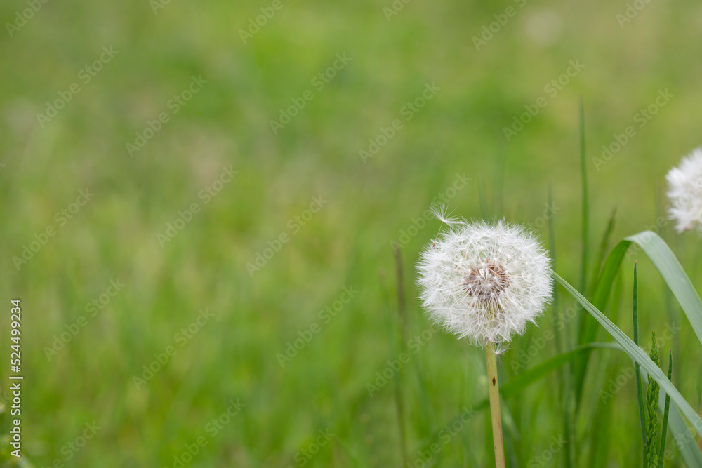 Closed Bud of a dandelion. Dandelion white flowers in green grass. Closed Bud of a dandelion. Dandelion white flowers in green grass.