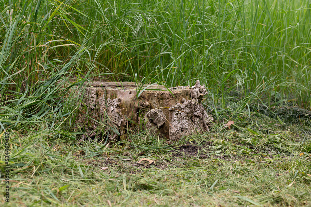 Obraz premium Old tree stump in the forest closeup.