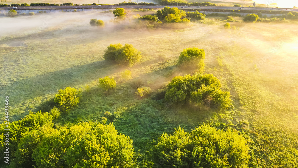 Fototapeta premium rapeseed field