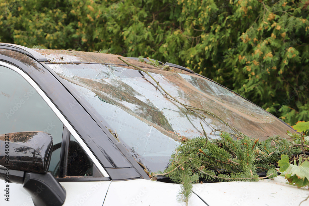 Damage on a car. Broken windshield after removing of a fallen tree.