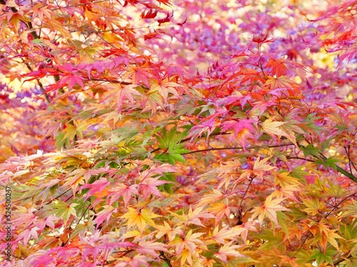 鮮やかに彩る秋の紅葉 紅葉の背景