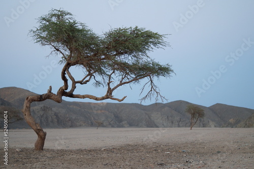 Akazienbaum in der ägyptischen Wüste