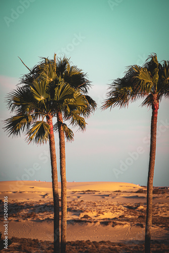 three palm trees 