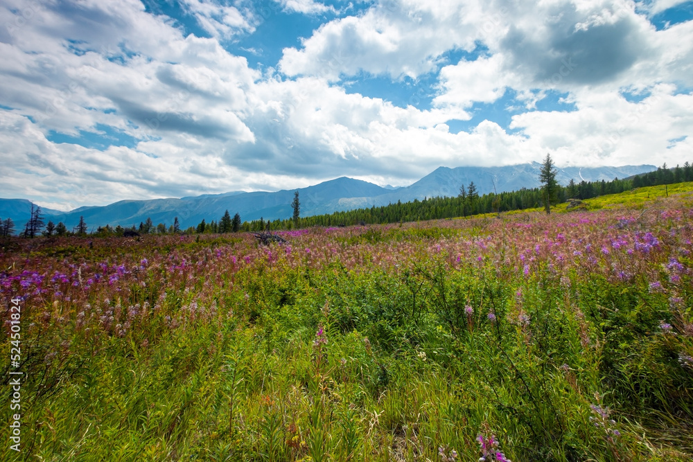 Fototapeta premium Flower meadow on the background of mountains