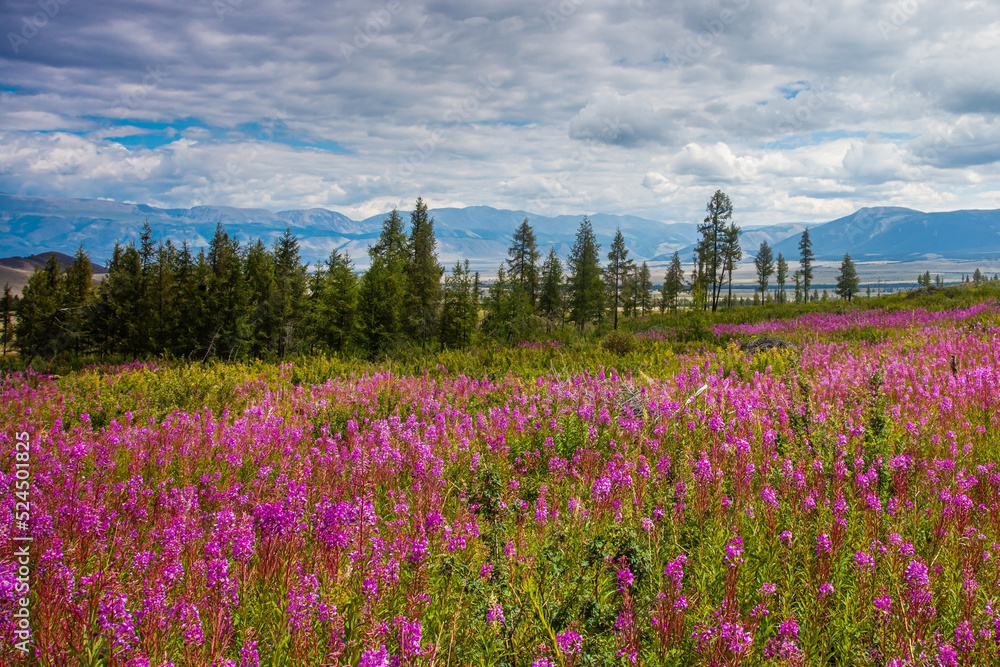 Flower meadow on the background of mountains